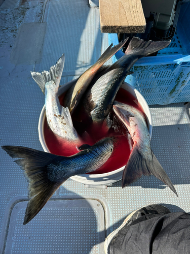 アキアジの釣果