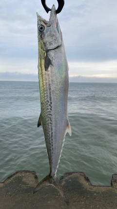 サゴシの釣果