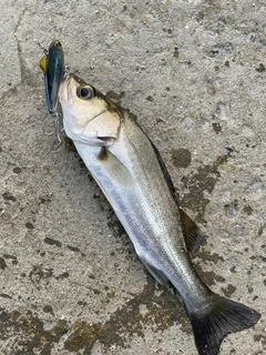 セイゴ（マルスズキ）の釣果