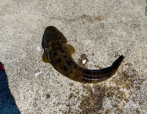 マゴチの釣果