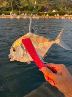 イトヒキアジの釣果