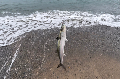 サゴシの釣果