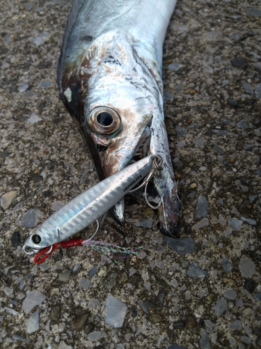 タチウオの釣果