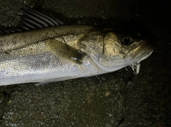 マルスズキの釣果