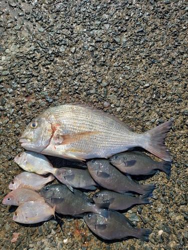 ヘダイの釣果