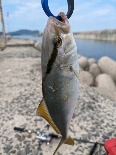 ネリゴの釣果