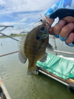 ブルーギルの釣果