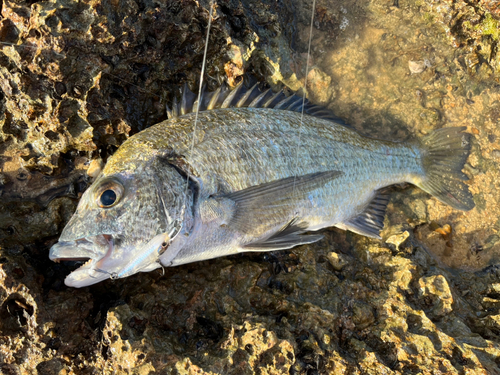 チヌの釣果