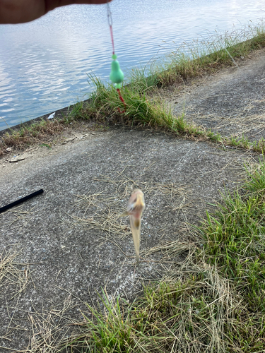 マハゼの釣果