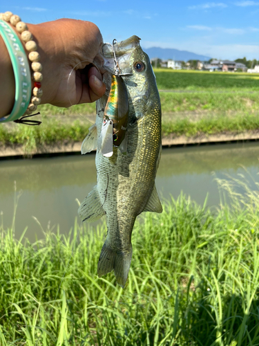 ブラックバスの釣果