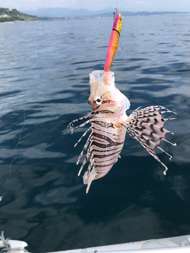 ミノカサゴの釣果