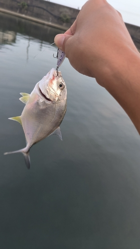 メッキの釣果