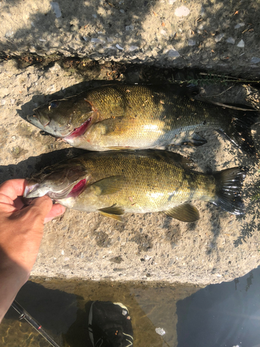 スモールマウスバスの釣果