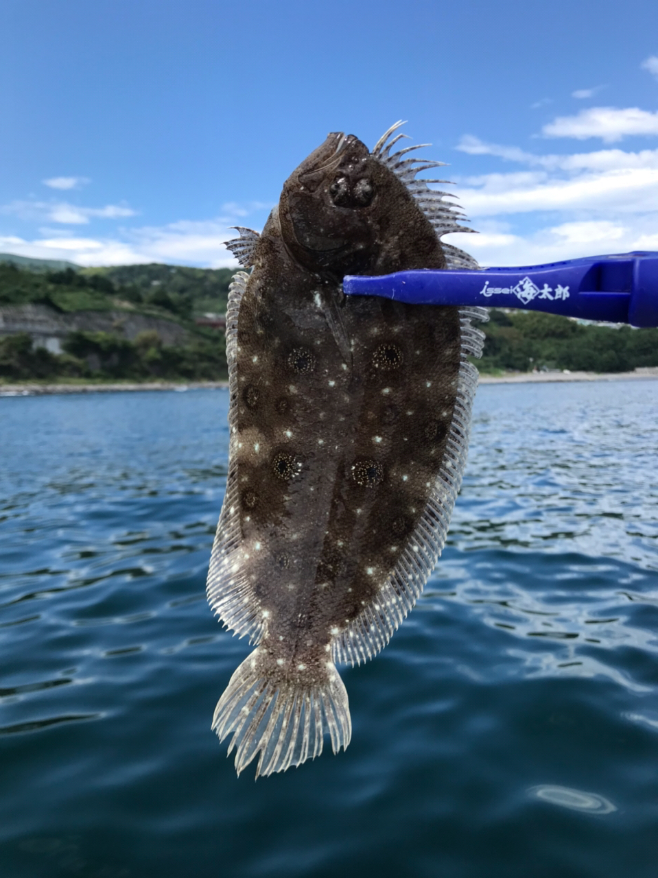 タマガンゾウビラメ