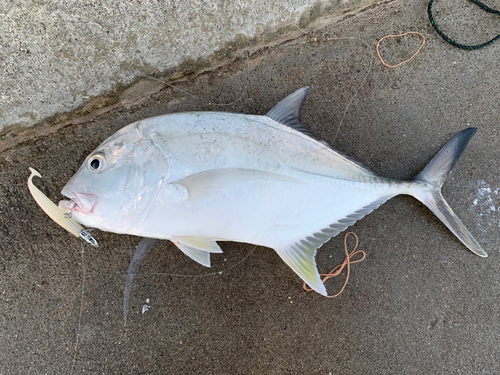 ロウニンアジの釣果