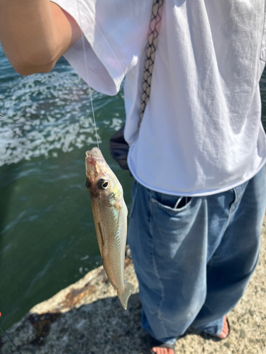 キスの釣果