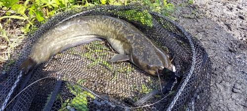 ナマズの釣果