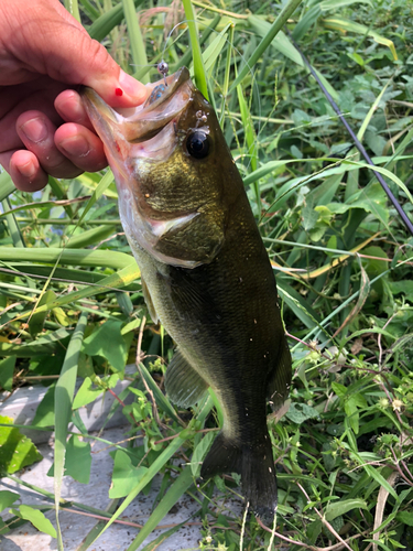 ラージマウスバスの釣果