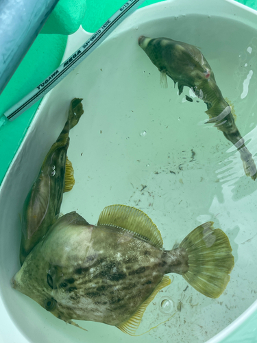 カワハギの釣果