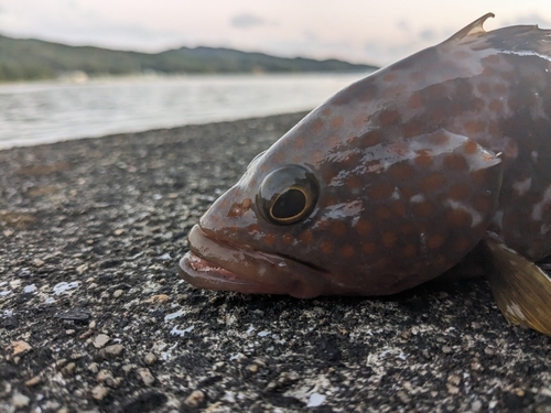 アコウの釣果