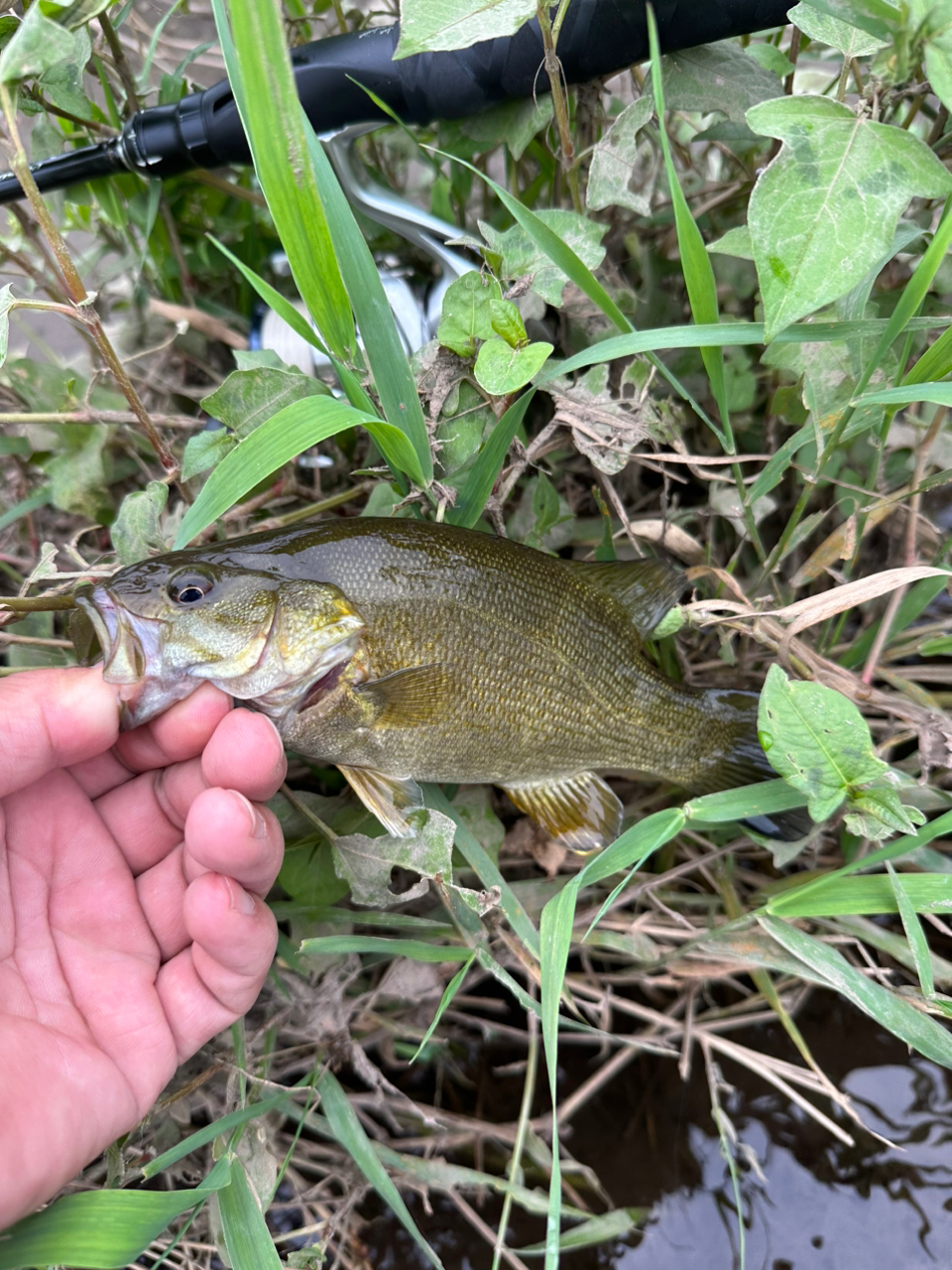 スモールマウスバス