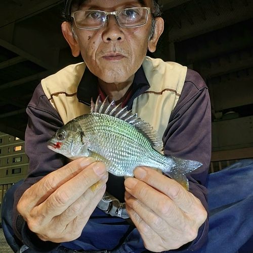 キチヌの釣果