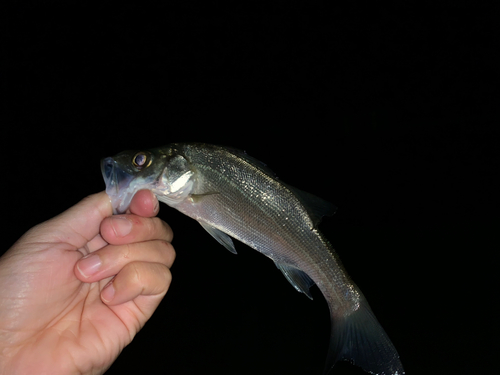 セイゴ（タイリクスズキ）の釣果