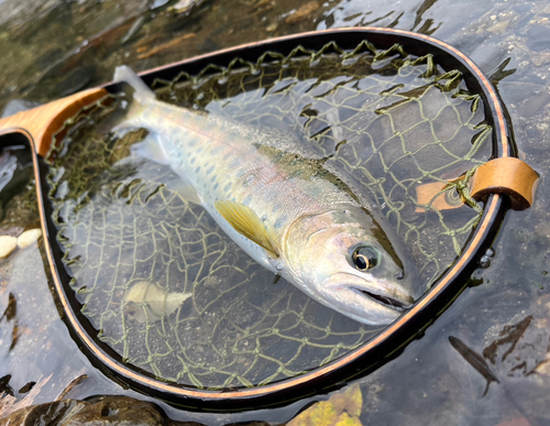 ヤマメの釣果