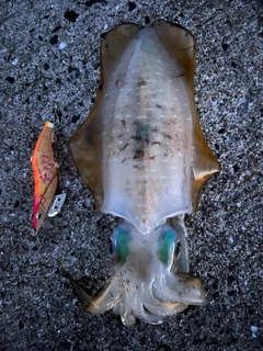 アオリイカの釣果