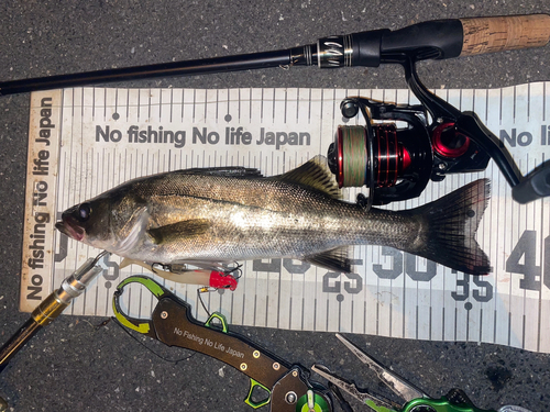 シーバスの釣果