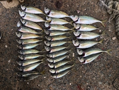 アジの釣果
