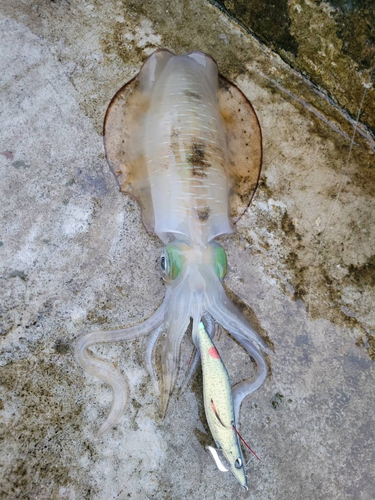 アオリイカの釣果