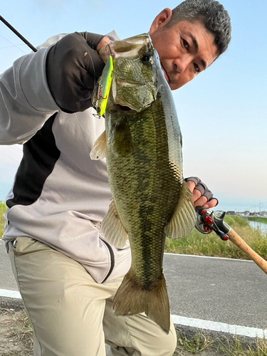 ブラックバスの釣果