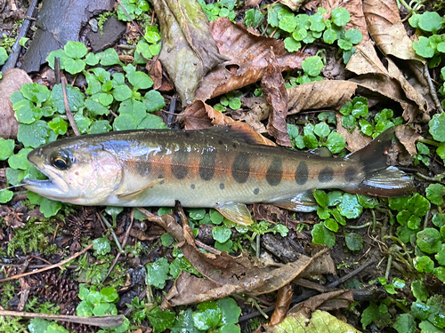 ヤマメの釣果