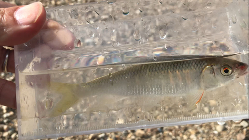 オイカワの釣果