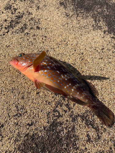 キジハタの釣果