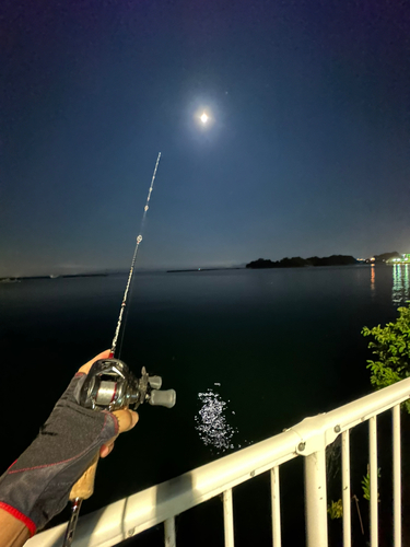 アラカブの釣果