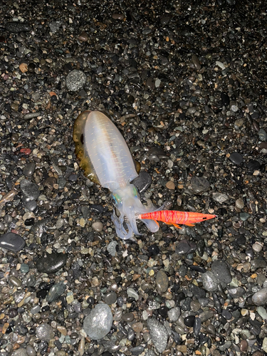 片浜海岸