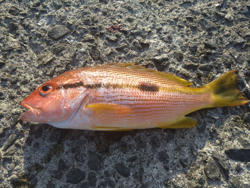 ヨコスジフエダイの釣果