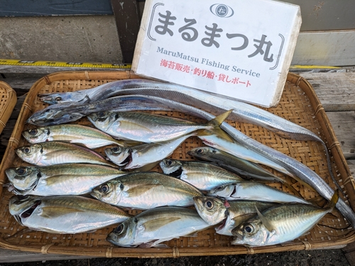 マアジの釣果