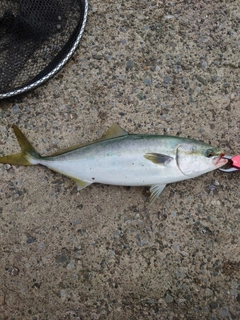 イナダの釣果