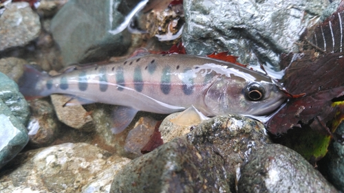 ヤマメの釣果