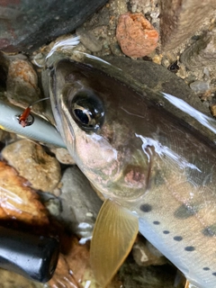 ヤマメの釣果