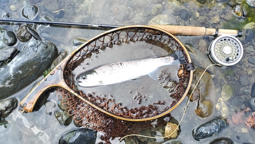 山梨県で釣れたイワナの釣り・釣果情報 - アングラーズ | 釣果400万件