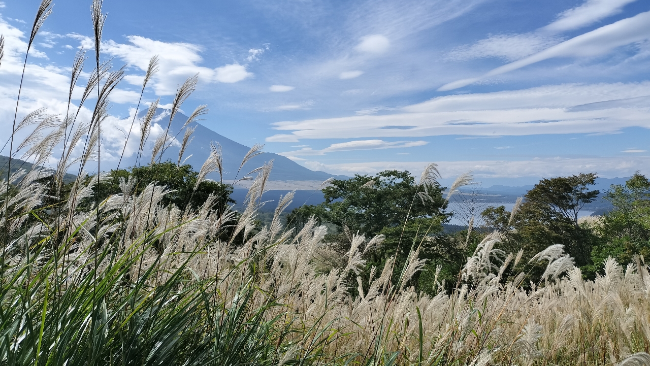 イワナ