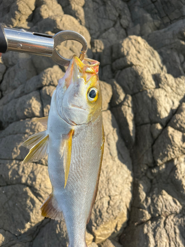 イサキの釣果