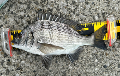 クロダイの釣果