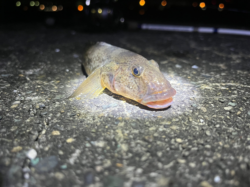 ハゼの釣果