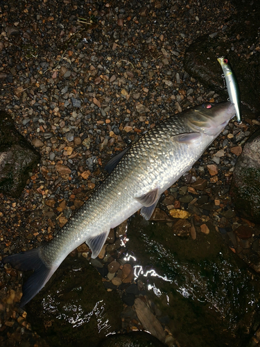 ニゴイの釣果