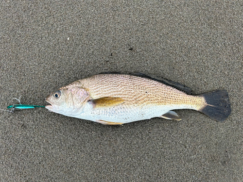 ニベの釣果